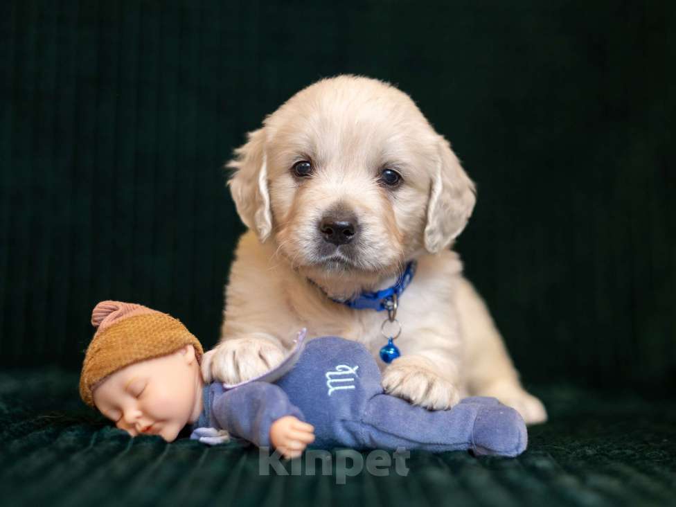 Собаки в других городах Московской области: золотистые ретриверы Мальчик, 80 000 руб. - фото 2