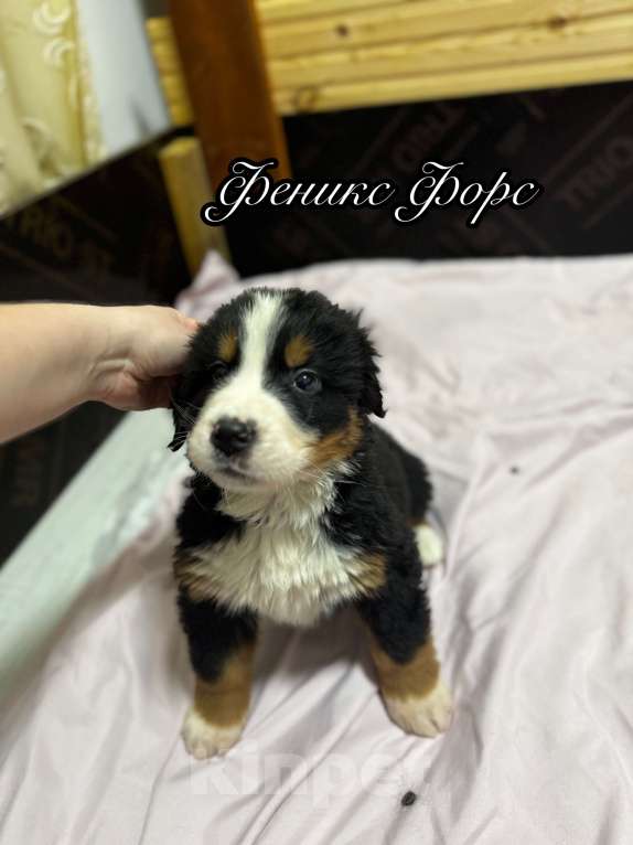 Собаки в Екатеринбурге: Бернский зенненхунд Девочка, 70 000 руб. - фото 4