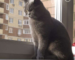 Кошки в Новороссийске: Южная улица д.10.Потерялся КОТ!  Мальчик, 2 000 руб. - фото 4