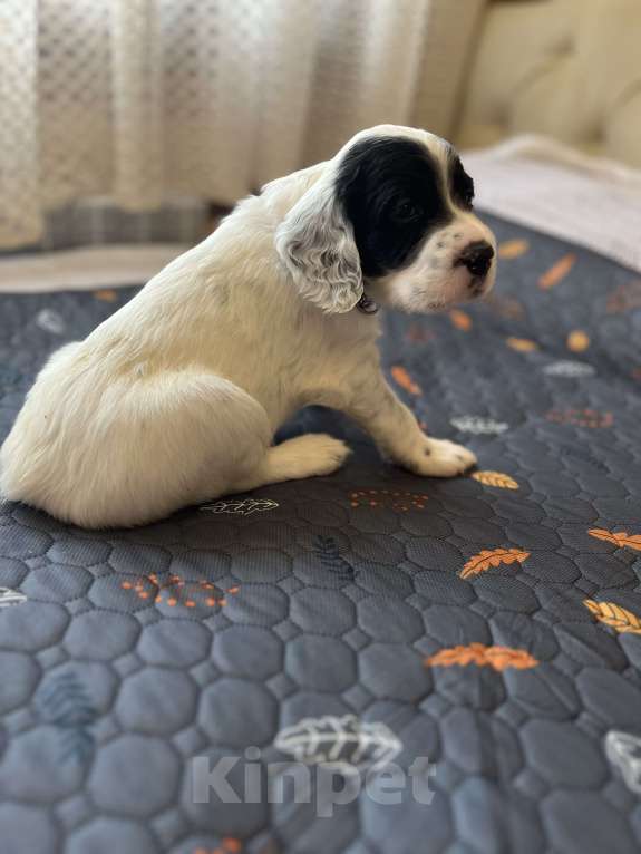 Собаки в Балаково: Щенки английского сеттера Мальчик, 55 000 руб. - фото 5