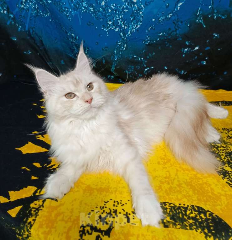 Кошки в Санкт-Петербурге: Девочка ds 22 Девочка, 35 000 руб. - фото 5