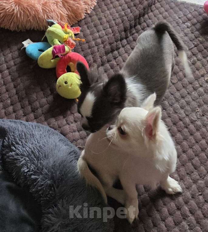 Собаки в Москве: ЖЕ ТЕМ Я ТЕБЯ ЛЮБЛЮ Мальчик, 100 000 руб. - фото 3