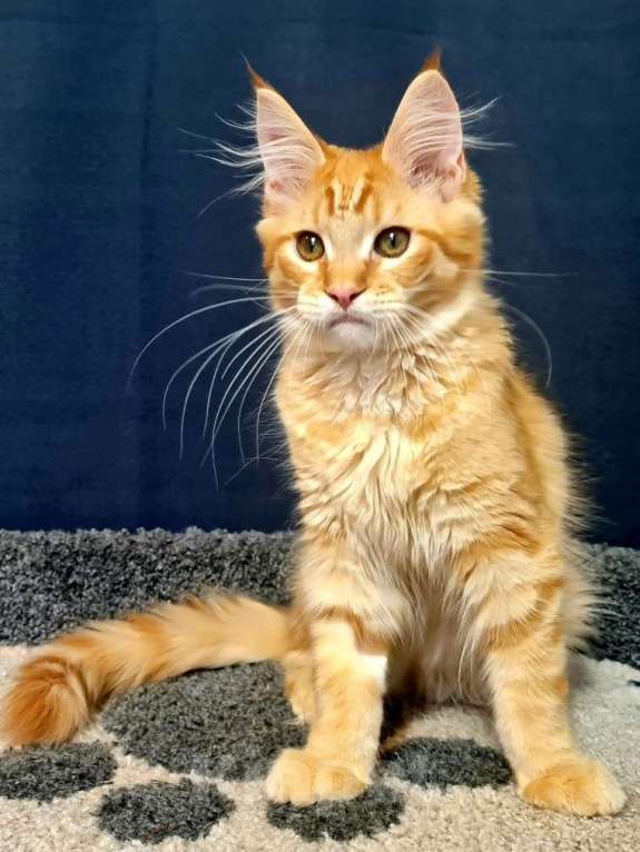 Кошки в других городах Ярославской области: Котенок мейн кун Мальчик, Бесплатно - фото 9