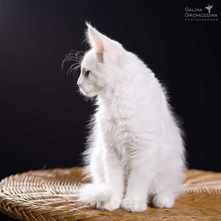 Кошки в Новоалтайске: Белоснежная красавица Девочка, Бесплатно - фото 3