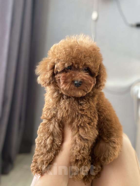 Собаки в Москве: Мальчишка той-пудель  Мальчик, Бесплатно - фото 2