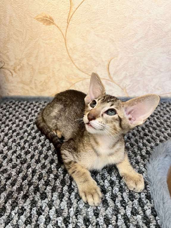 Кошки в Ярославле: Бронирование  Мальчик, 1 руб. - фото 2