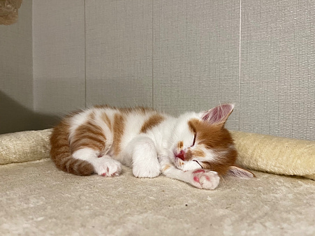 Сибирский котенок, девочка