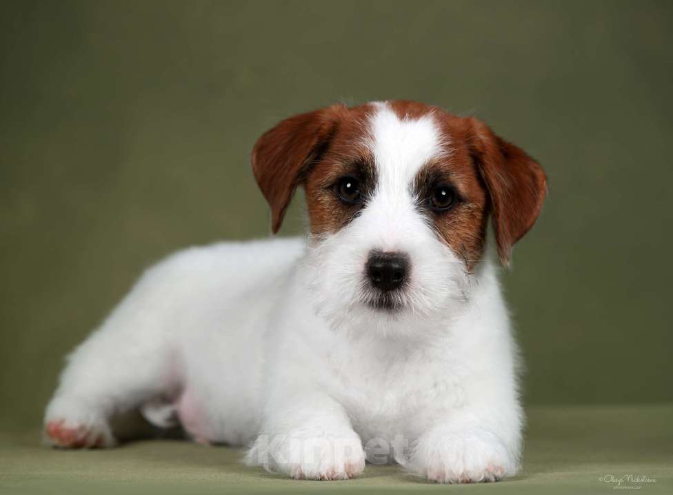 Собаки в Санкт-Петербурге: Марлекс Солар Найджел  Мальчик, 80 000 руб. - фото 2