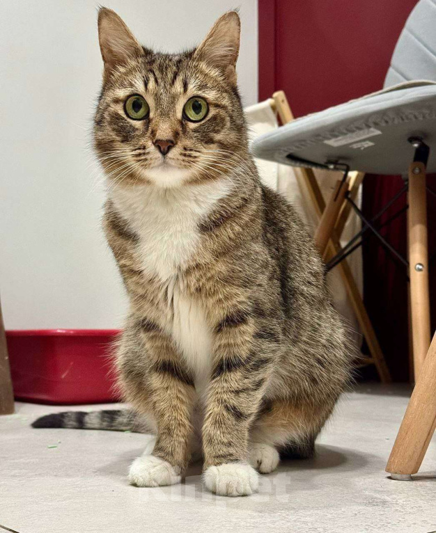 Кошки в Москве: Малышка Тея ищет заботливую семью Девочка, Бесплатно - фото 3