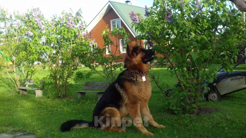 Собаки в других городах Калужской области: Щенок немецкой овчарки мальчик Мальчик, 40 000 руб. - фото 1