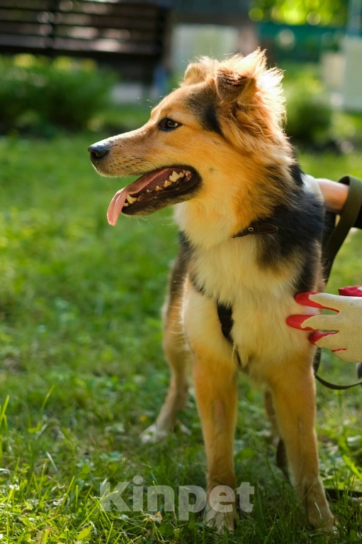 Собаки в Санкт-Петербурге: Собака из приюта: пушистая Келли Девочка, Бесплатно - фото 6