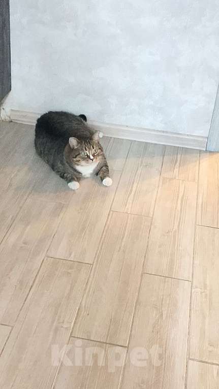 Кошки в других городах Калужской области: Потерялся кот Гена Мальчик, 1 руб. - фото 4