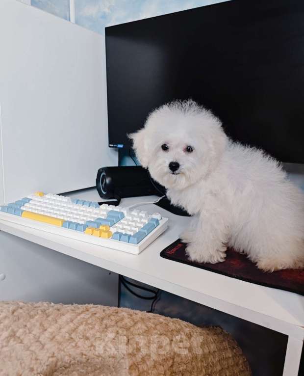 Собаки в Москве: БИШОН ФРИЗЕ baby face  Мальчик, 55 000 руб. - фото 2