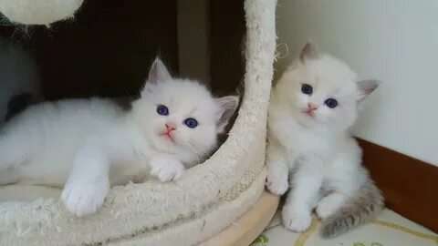 Ragdoll котята