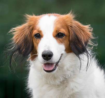 Коикерхондье, или голландский спаниель: все о породе, описание и фото собаки