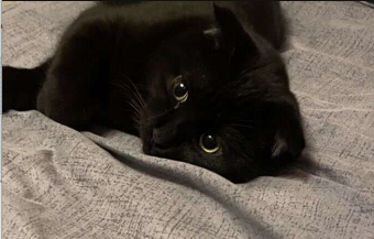 Объявление: Черный, котик по кличкe Симба! Ему 1 год, 2 мeс. Очень ласковый ,к лотку приучен ,кушает всё, 500 руб., Новосибирск