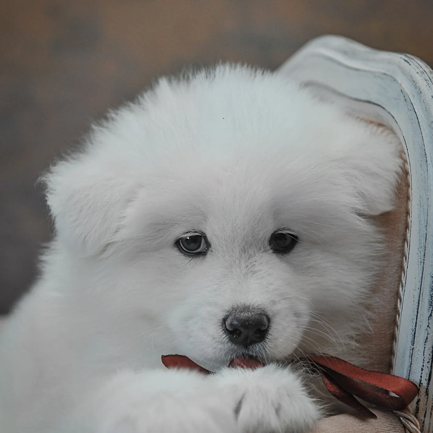 Собаки в Перми: Малыши самоеда Мальчик, 45 000 руб. - фото 4