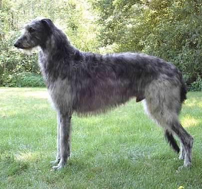 Дирхаунд, или шотландская оленья борзая: описание породы, характер собаки,  фото