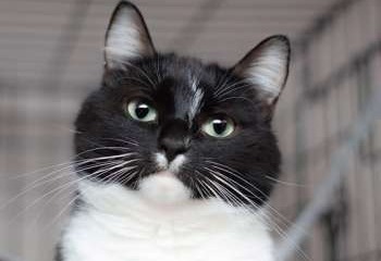 Я кошечка Шошанна. И я классная.