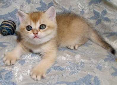 Кошки