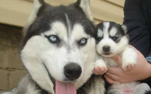 Хаски Щенки Разных окрасов