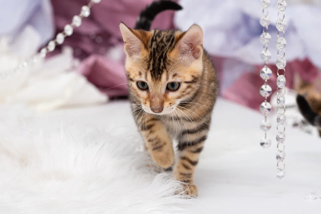 Кошки в Краснодаре: Продажа котят Мальчик, 55 000 руб. - фото 5