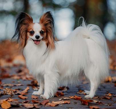 Папильон: описание породы, характер собаки и щенка, фото, цена