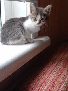 Объявление: Отдам котёнка в добрые руки , Бесплатно, Зеленоград