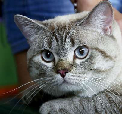 Американская короткошерстная кошка: фото, описание породы, характер,  здоровье, уход и содержание
