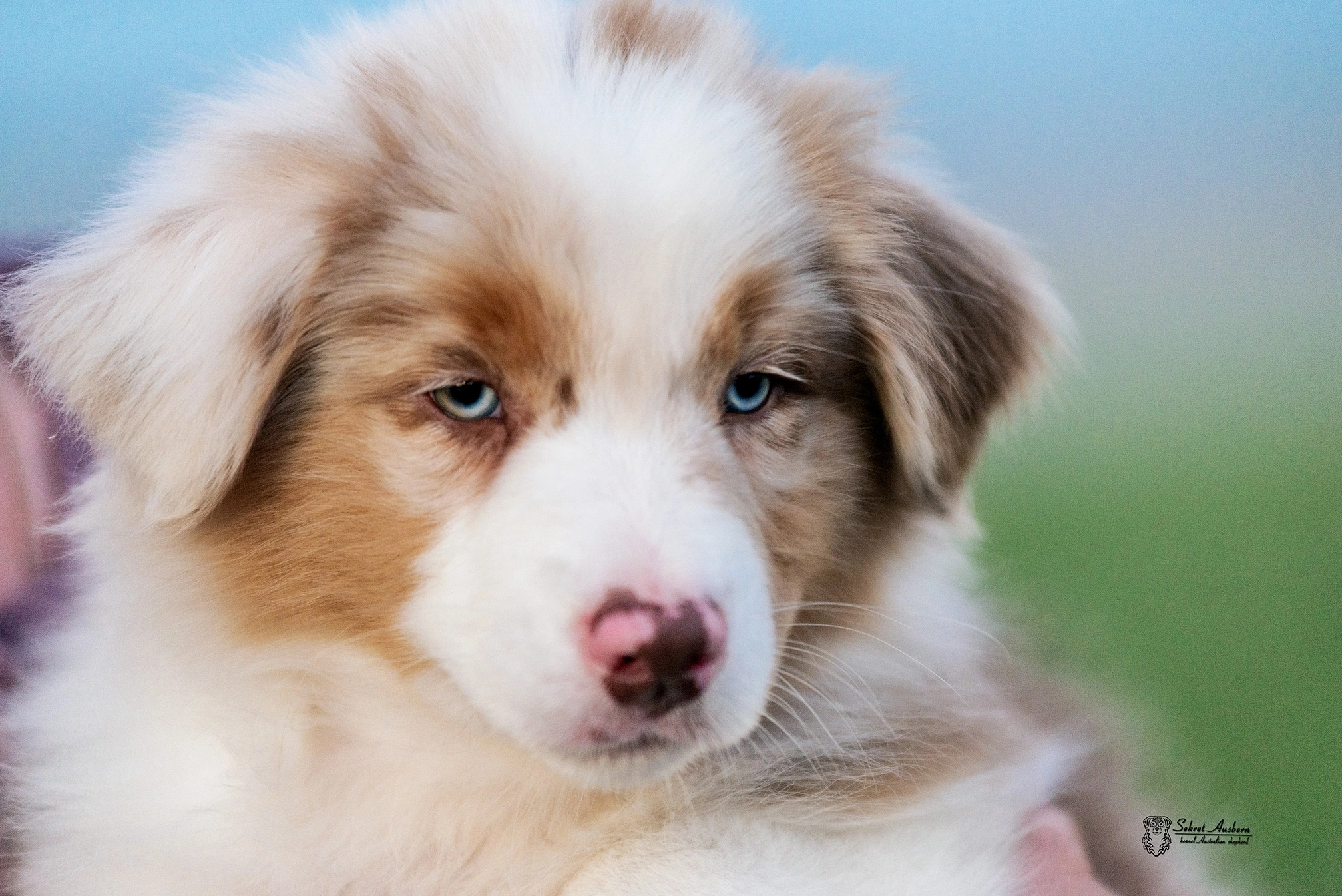 Собаки в Нижнем Новгороде: Австралийская овчарка щенок Мальчик, 70 000 руб. - фото 1
