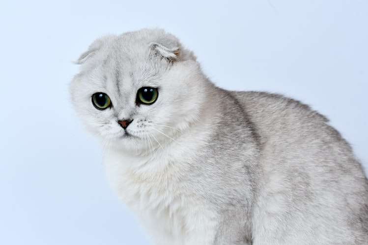 Шотландская вислоухая кошка: фото, описание породы, характер, здоровье,  уход и содержание