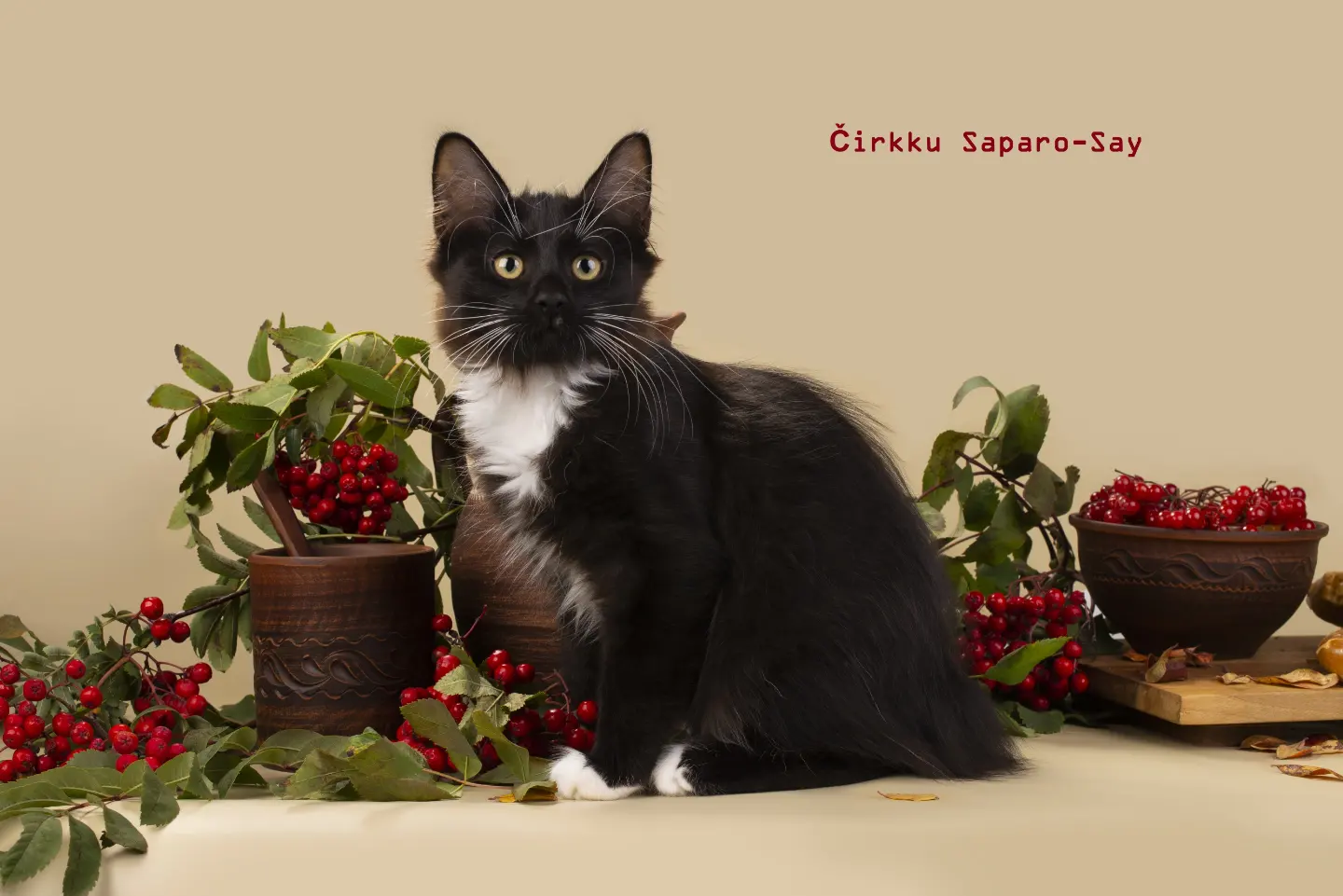 Кошки в Санкт-Петербурге: Породистые котята Карельского бобтейла, 25 000 руб. - фото 5