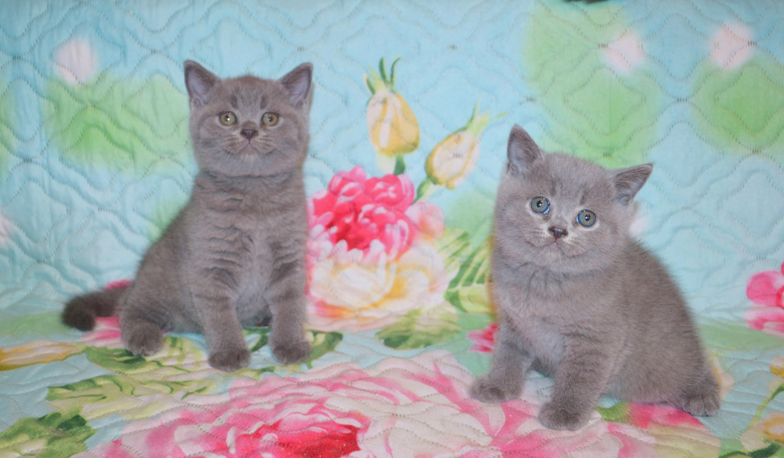 Кошки в Ярославле: Элитные британские котята  Мальчик, 9 000 руб. - фото 3