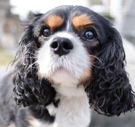 Кавалер-кинг-чарльз-спаниель: описание породы, характер собаки и щенка,  фото, цена
