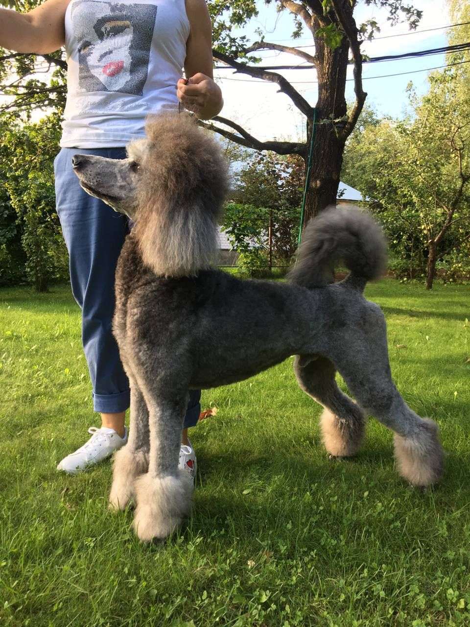 Королевский пудель