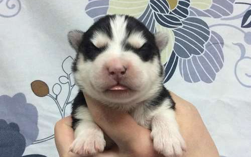 Хаски Щенки Разных окрасов