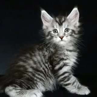 Менейн-куны котята полидакты