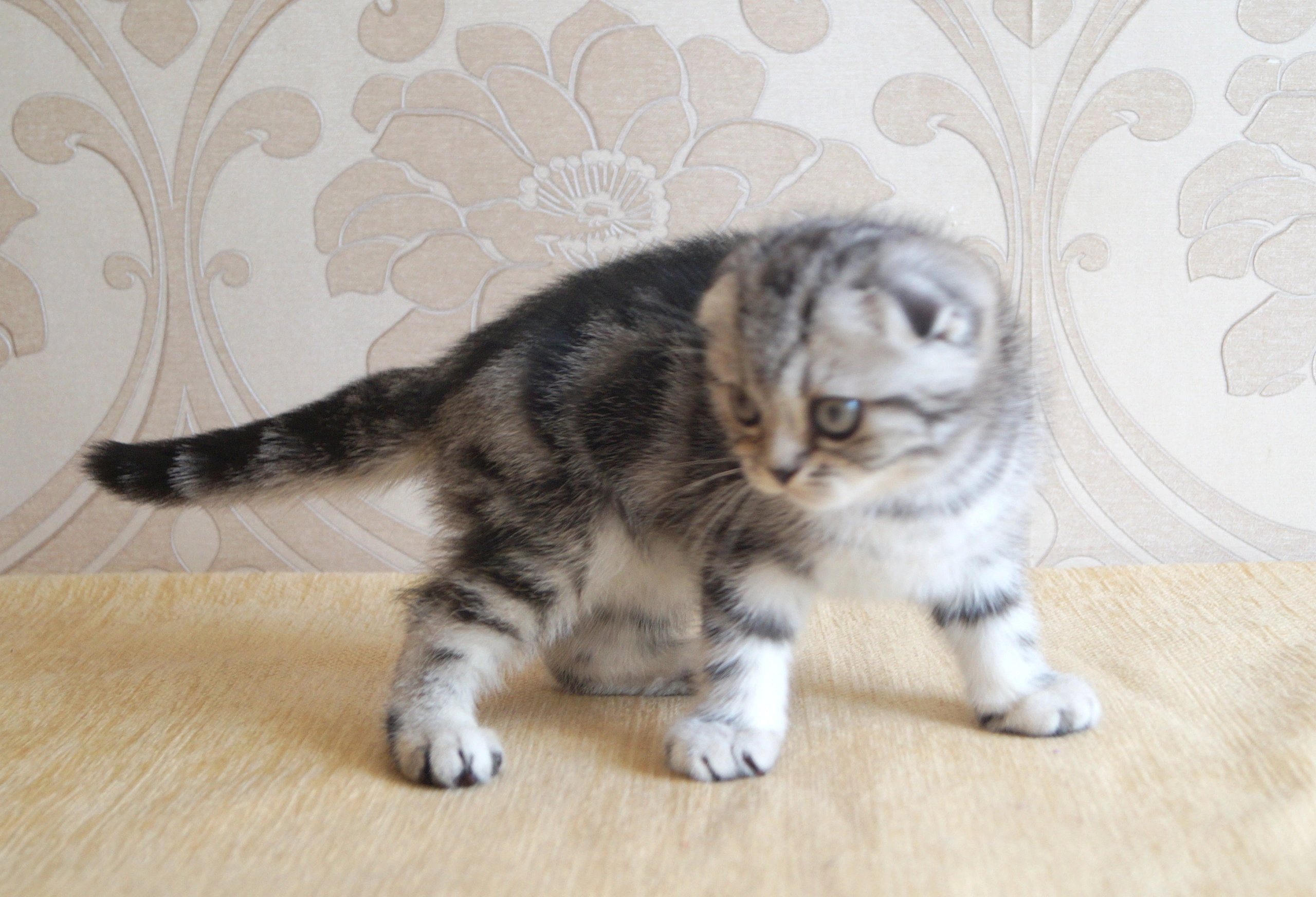 Кошки в Казани: Котик скоттиш фолд  Мальчик, 10 000 руб. - фото 4