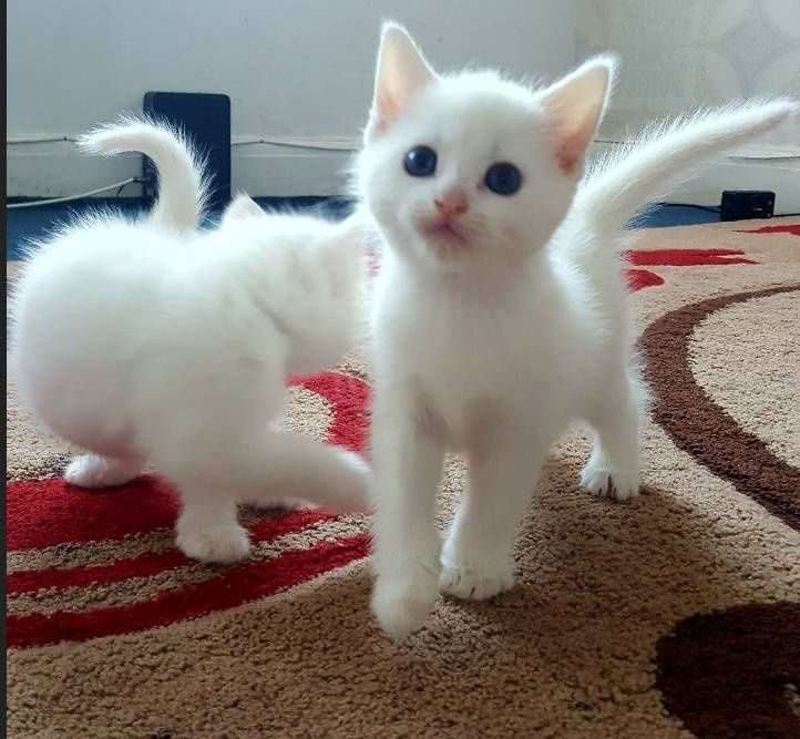 Можно купить кота. Турецкая ангора белая. Турецкая ангора кошка. Турецкая ангора кот белый. Турецкая ангорская кошка.