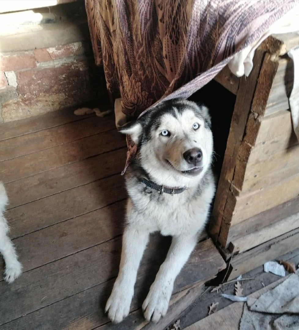 Собаки в Самаре: В надёжные руки Девочка, Бесплатно - фото 2