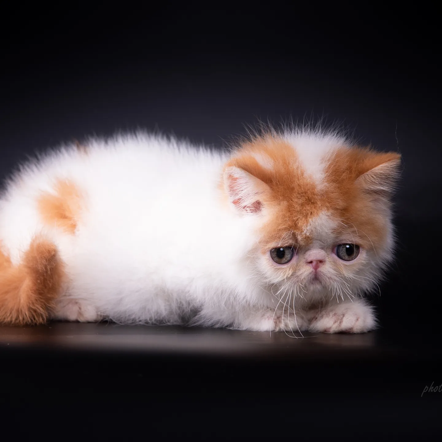 Кошки в Самаре: Продажа котят породы экзотическая короткошерстная , 35 000 руб. - фото 1