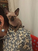 Котенок свинкс