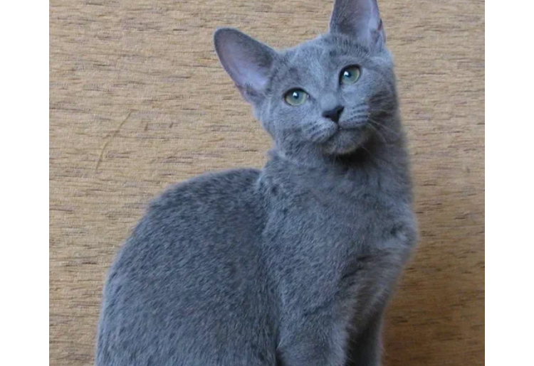 Купить голубую русскую кошку