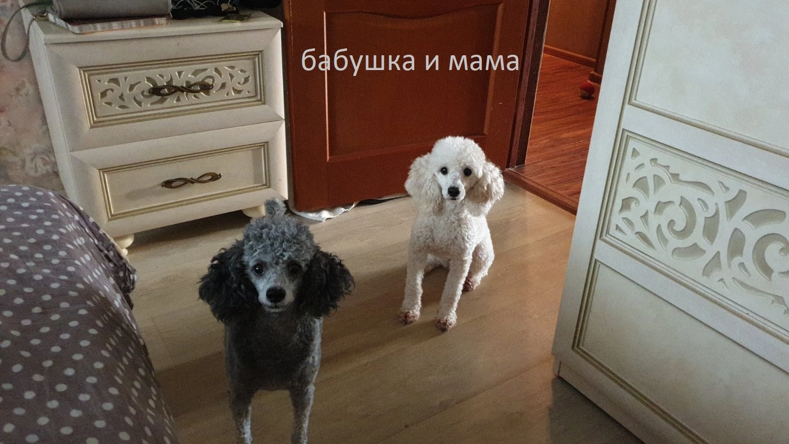 Собаки в Оренбурге: Щенки карликового пуделя Девочка, 35 000 руб. - фото 3