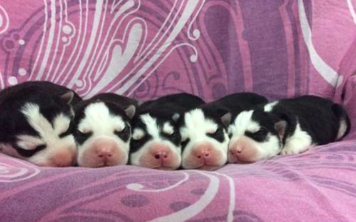 Хаски Щенки Разных окрасов