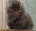 Кошки в Хотьково: Персидские котята  Девочка, 25 000 руб. - фото 1