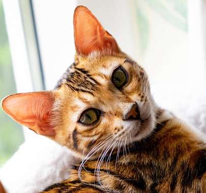 Бенгальская кошка: фото, описание породы, характер, здоровье, уход и  содержание