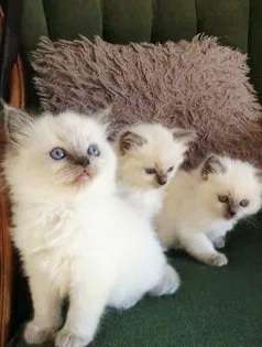 Рэгдолл чудо-девочки