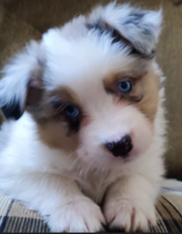 Объявление: Щенки австралийской овчарки (Аусси), Бесплатно, Москва