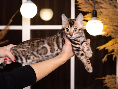 Кошки в Краснодаре: Продажа котят Мальчик, 55 000 руб. - фото 8